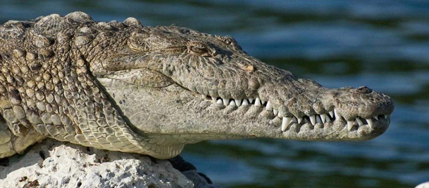 Σοκαριστικές εικόνες: Αλιγάτορας δάγκωσε στο κεφάλι δύτη - Χρειάστηκε 34 ράμματα (βίντεο)